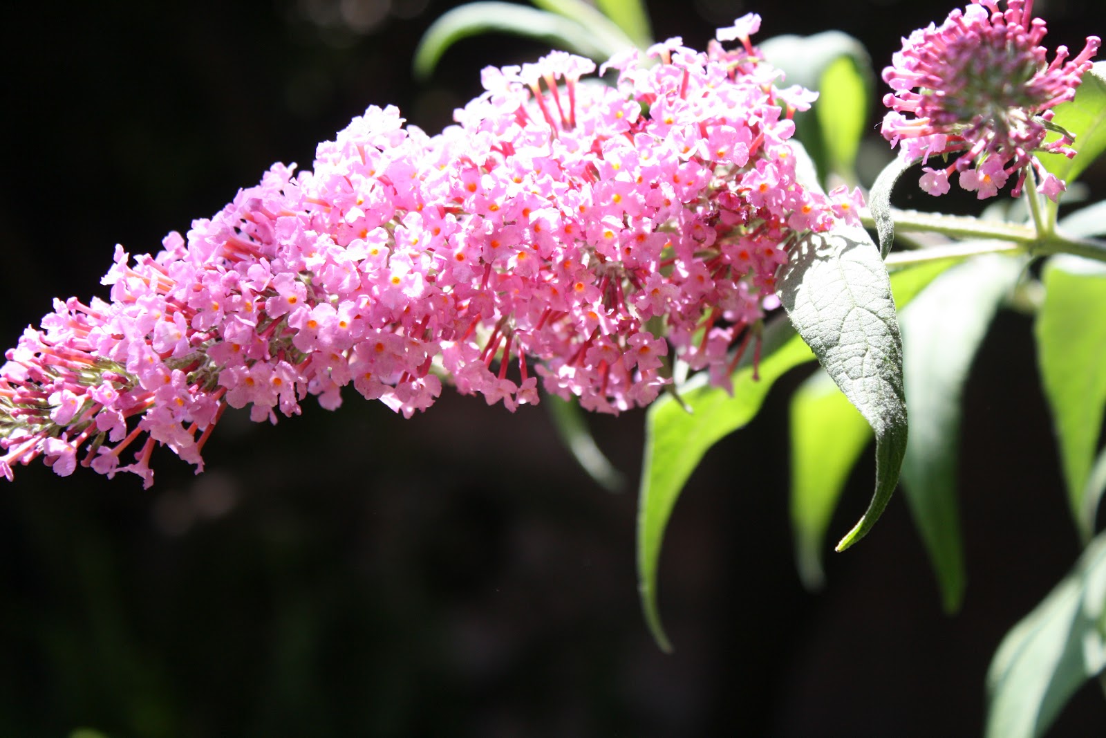 Butterfly Bush In Container